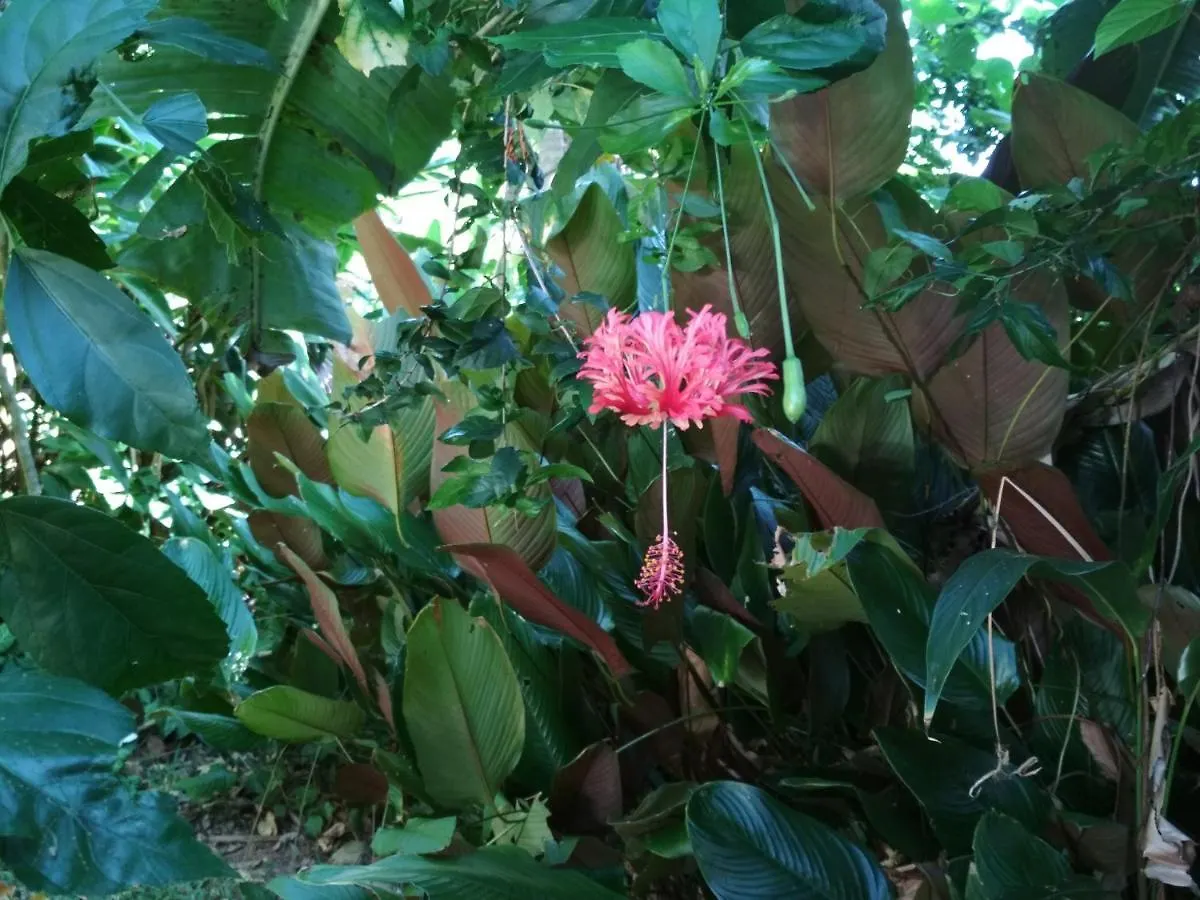Treetops By The Sea: Your Family Holiday Escape! Vila Mission Beach Casa de Férias
